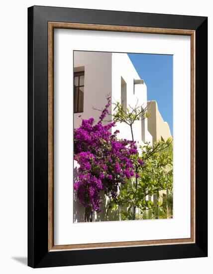 Mexico, Baja California Sur, Loreto. Colorful display of bougainvillea-Trish Drury-Framed Photographic Print