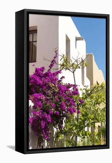 Mexico, Baja California Sur, Loreto. Colorful display of bougainvillea-Trish Drury-Framed Premier Image Canvas