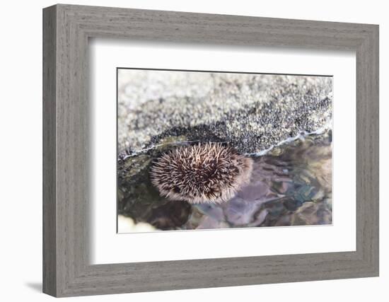 Mexico, Baja California Sur, Sea of Cortez. Sea urchin clings to underside of rock-Trish Drury-Framed Photographic Print