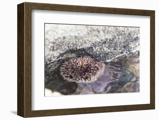 Mexico, Baja California Sur, Sea of Cortez. Sea urchin clings to underside of rock-Trish Drury-Framed Photographic Print