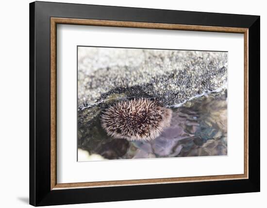 Mexico, Baja California Sur, Sea of Cortez. Sea urchin clings to underside of rock-Trish Drury-Framed Photographic Print