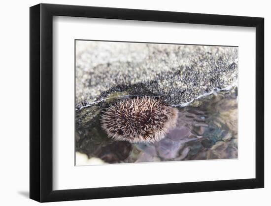 Mexico, Baja California Sur, Sea of Cortez. Sea urchin clings to underside of rock-Trish Drury-Framed Photographic Print