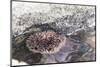 Mexico, Baja California Sur, Sea of Cortez. Sea urchin clings to underside of rock-Trish Drury-Mounted Photographic Print