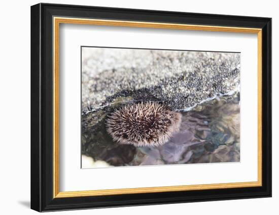 Mexico, Baja California Sur, Sea of Cortez. Sea urchin clings to underside of rock-Trish Drury-Framed Photographic Print