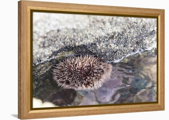 Mexico, Baja California Sur, Sea of Cortez. Sea urchin clings to underside of rock-Trish Drury-Framed Premier Image Canvas