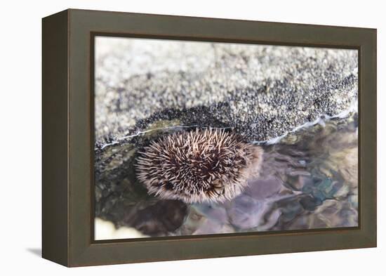 Mexico, Baja California Sur, Sea of Cortez. Sea urchin clings to underside of rock-Trish Drury-Framed Premier Image Canvas