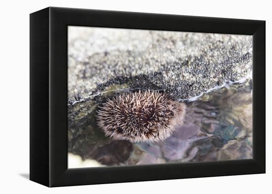 Mexico, Baja California Sur, Sea of Cortez. Sea urchin clings to underside of rock-Trish Drury-Framed Premier Image Canvas