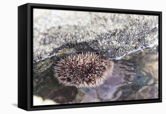 Mexico, Baja California Sur, Sea of Cortez. Sea urchin clings to underside of rock-Trish Drury-Framed Premier Image Canvas