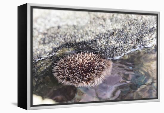 Mexico, Baja California Sur, Sea of Cortez. Sea urchin clings to underside of rock-Trish Drury-Framed Premier Image Canvas