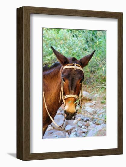 Mexico, Baja California Sur, Sierra de San Francisco. Mule with a traditional bridle.-Fredrik Norrsell-Framed Photographic Print