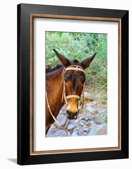 Mexico, Baja California Sur, Sierra de San Francisco. Mule with a traditional bridle.-Fredrik Norrsell-Framed Photographic Print