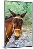 Mexico, Baja California Sur, Sierra de San Francisco. Mule with a traditional bridle.-Fredrik Norrsell-Mounted Photographic Print