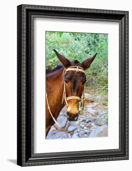 Mexico, Baja California Sur, Sierra de San Francisco. Mule with a traditional bridle.-Fredrik Norrsell-Framed Photographic Print