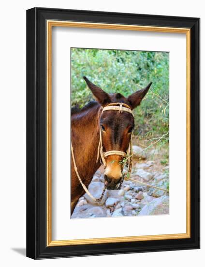 Mexico, Baja California Sur, Sierra de San Francisco. Mule with a traditional bridle.-Fredrik Norrsell-Framed Photographic Print