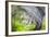 Mexico, Baja California, Tecate. Blur of Rancho La Puerta Scene-Don Paulson-Framed Photographic Print