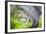 Mexico, Baja California, Tecate. Blur of Rancho La Puerta Scene-Don Paulson-Framed Photographic Print