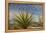 Mexico, Baja California. Yucca and Cardon Cactus with Clouds in the Desert of Baja-Judith Zimmerman-Framed Premier Image Canvas