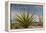 Mexico, Baja California. Yucca and Cardon Cactus with Clouds in the Desert of Baja-Judith Zimmerman-Framed Premier Image Canvas