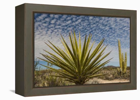 Mexico, Baja California. Yucca and Cardon Cactus with Clouds in the Desert of Baja-Judith Zimmerman-Framed Premier Image Canvas