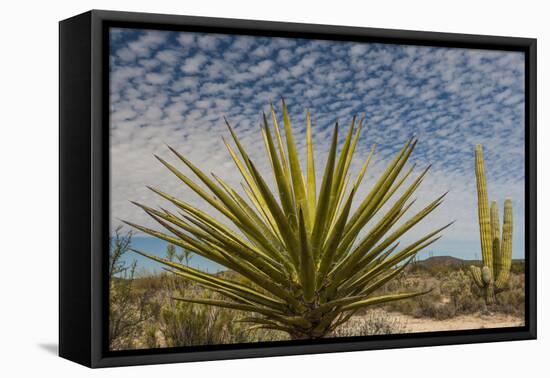 Mexico, Baja California. Yucca and Cardon Cactus with Clouds in the Desert of Baja-Judith Zimmerman-Framed Premier Image Canvas