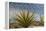 Mexico, Baja California. Yucca and Cardon Cactus with Clouds in the Desert of Baja-Judith Zimmerman-Framed Premier Image Canvas