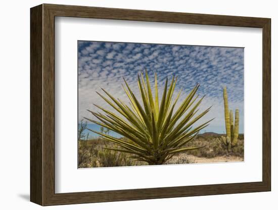 Mexico, Baja California. Yucca and Cardon Cactus with Clouds in the Desert of Baja-Judith Zimmerman-Framed Photographic Print