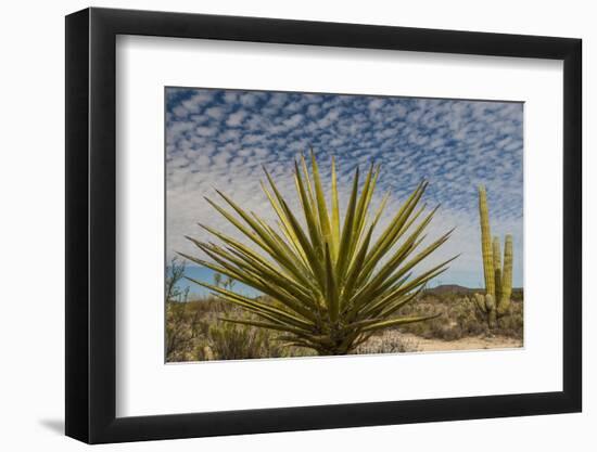 Mexico, Baja California. Yucca and Cardon Cactus with Clouds in the Desert of Baja-Judith Zimmerman-Framed Photographic Print