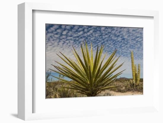 Mexico, Baja California. Yucca and Cardon Cactus with Clouds in the Desert of Baja-Judith Zimmerman-Framed Photographic Print