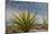 Mexico, Baja California. Yucca and Cardon Cactus with Clouds in the Desert of Baja-Judith Zimmerman-Mounted Photographic Print