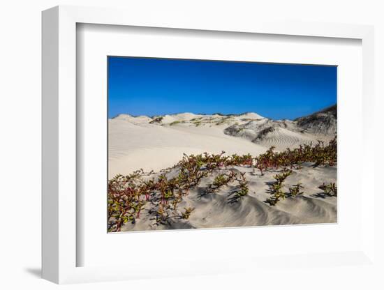 Mexico. Baja, Gulf of California, Magdalena Beach. Sand dunes.-Janet Muir-Framed Photographic Print