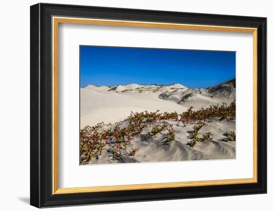 Mexico. Baja, Gulf of California, Magdalena Beach. Sand dunes.-Janet Muir-Framed Photographic Print