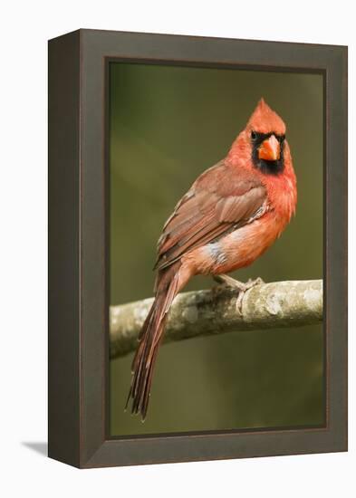 Mexico. Cardinalis Cardinalis, Northern or Red Cardinal Male Portrait in Tropical Forest Tree-David Slater-Framed Premier Image Canvas