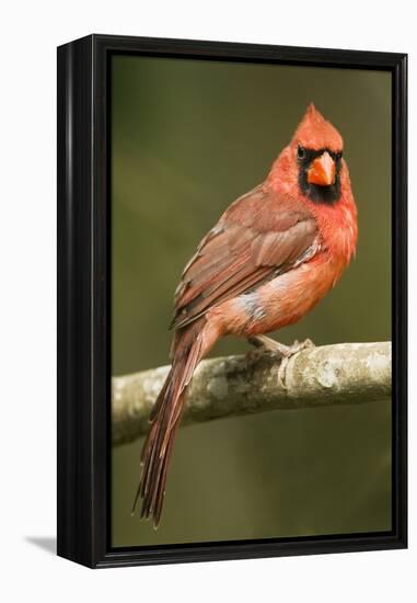 Mexico. Cardinalis Cardinalis, Northern or Red Cardinal Male Portrait in Tropical Forest Tree-David Slater-Framed Premier Image Canvas