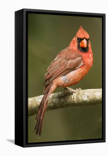 Mexico. Cardinalis Cardinalis, Northern or Red Cardinal Male Portrait in Tropical Forest Tree-David Slater-Framed Premier Image Canvas