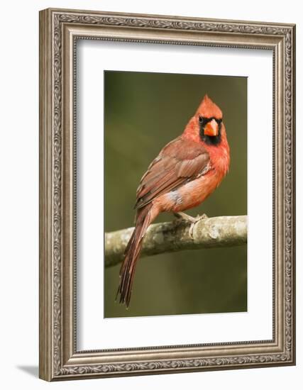 Mexico. Cardinalis Cardinalis, Northern or Red Cardinal Male Portrait in Tropical Forest Tree-David Slater-Framed Photographic Print