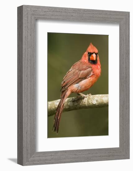 Mexico. Cardinalis Cardinalis, Northern or Red Cardinal Male Portrait in Tropical Forest Tree-David Slater-Framed Photographic Print