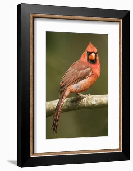 Mexico. Cardinalis Cardinalis, Northern or Red Cardinal Male Portrait in Tropical Forest Tree-David Slater-Framed Photographic Print