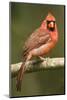 Mexico. Cardinalis Cardinalis, Northern or Red Cardinal Male Portrait in Tropical Forest Tree-David Slater-Mounted Photographic Print