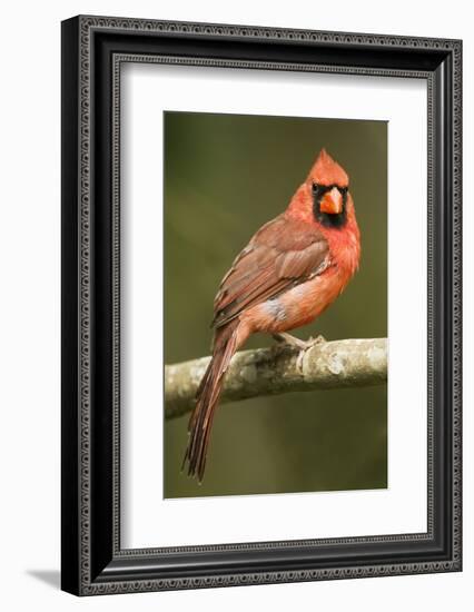 Mexico. Cardinalis Cardinalis, Northern or Red Cardinal Male Portrait in Tropical Forest Tree-David Slater-Framed Photographic Print