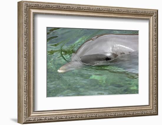 Mexico, Caribbean. Common Bottlenose Dolphin Portrait-David Slater-Framed Photographic Print