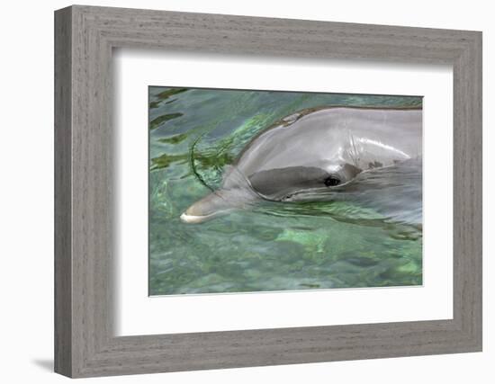 Mexico, Caribbean. Common Bottlenose Dolphin Portrait-David Slater-Framed Photographic Print