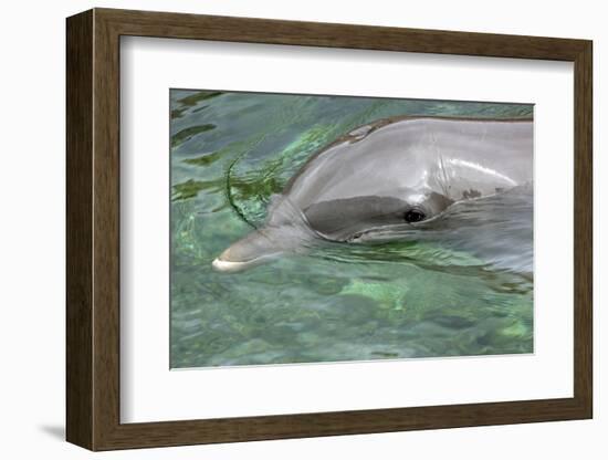 Mexico, Caribbean. Common Bottlenose Dolphin Portrait-David Slater-Framed Photographic Print