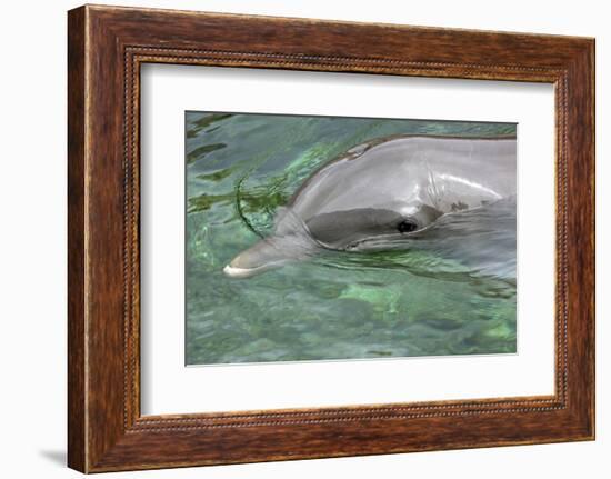 Mexico, Caribbean. Common Bottlenose Dolphin Portrait-David Slater-Framed Photographic Print