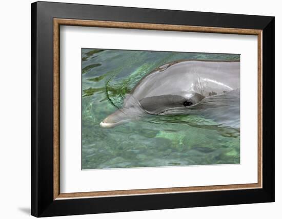 Mexico, Caribbean. Common Bottlenose Dolphin Portrait-David Slater-Framed Photographic Print