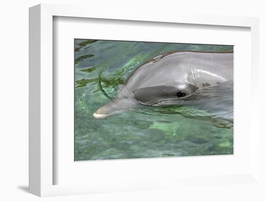 Mexico, Caribbean. Common Bottlenose Dolphin Portrait-David Slater-Framed Photographic Print