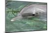 Mexico, Caribbean. Common Bottlenose Dolphin Portrait-David Slater-Mounted Photographic Print