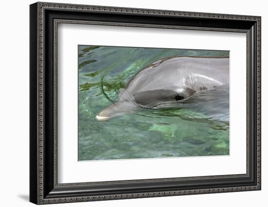 Mexico, Caribbean. Common Bottlenose Dolphin Portrait-David Slater-Framed Photographic Print