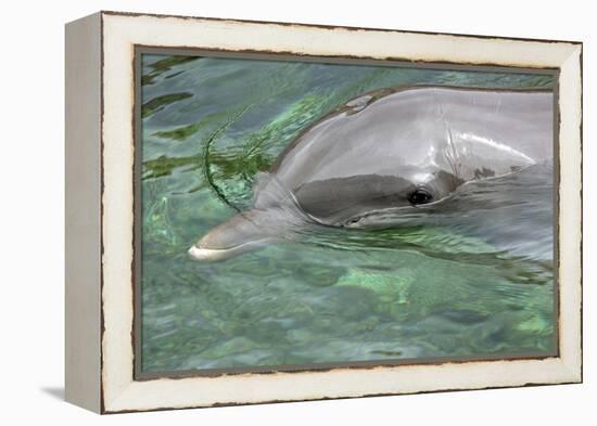 Mexico, Caribbean. Common Bottlenose Dolphin Portrait-David Slater-Framed Premier Image Canvas