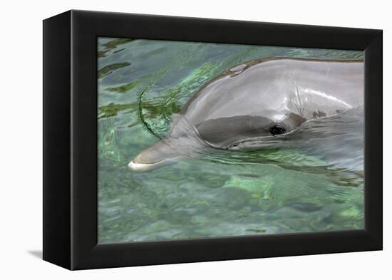 Mexico, Caribbean. Common Bottlenose Dolphin Portrait-David Slater-Framed Premier Image Canvas