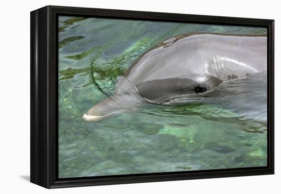 Mexico, Caribbean. Common Bottlenose Dolphin Portrait-David Slater-Framed Premier Image Canvas